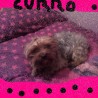 curro